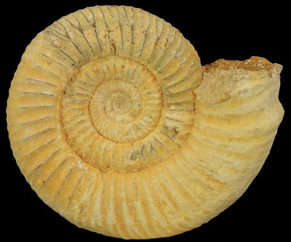 Perisphinctes Ammonite - Jurassic #68166
